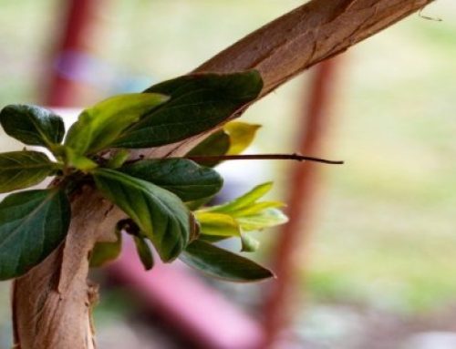 Vestitorii primăverii